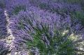lavanda