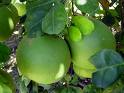 pomelo